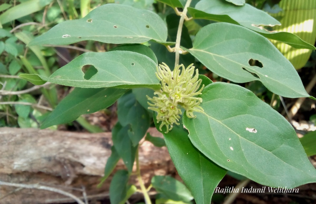Jasminum multiflorum (Burm.f.) Andrews